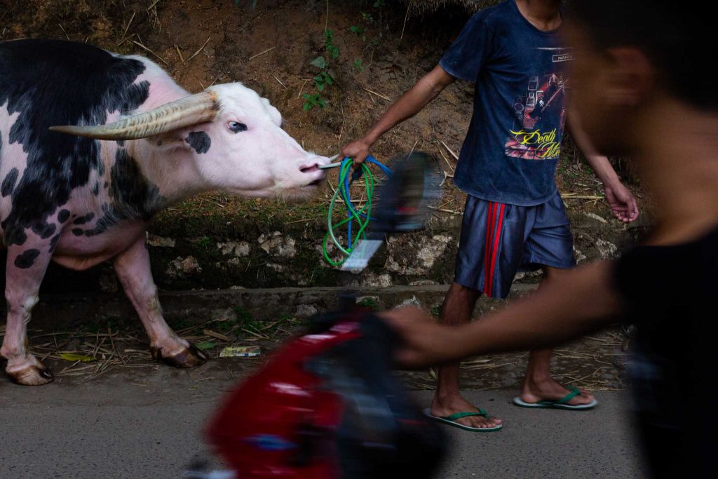 Un joven tira de un bufalo blanco en una calle en Sulawesi Indonesia