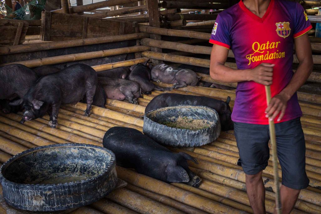 Muchacho con una camiseta del FC Barcelona cuida de un grupo de cerdos en un mercado de animales en Indonesia