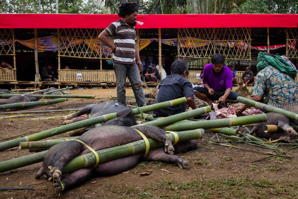 Unos hombres se preparan para sacrificar unos cerdos en una ceremonia de funerales en Tana Toroja Indonesia