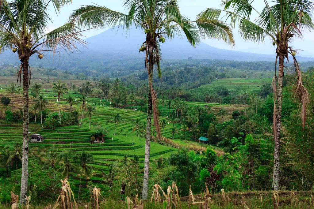 Fotografía de un arrozal en Bali, Indonesia