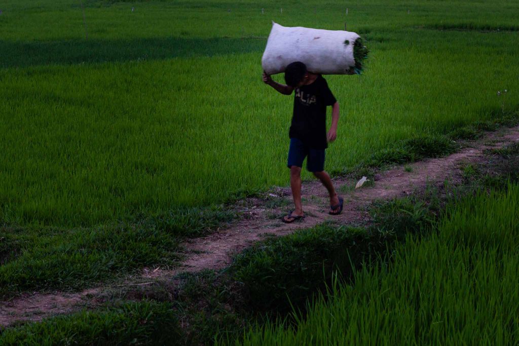 Un niño indonesio transporta un saco de comida a sus hombros caminando por un sendero que cruza un arrozal