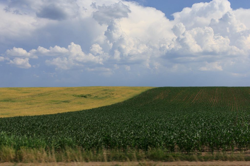 Imagen de un campo de maiz verde con nubes en Rumanía